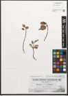 Foto von Salix reticulata L.